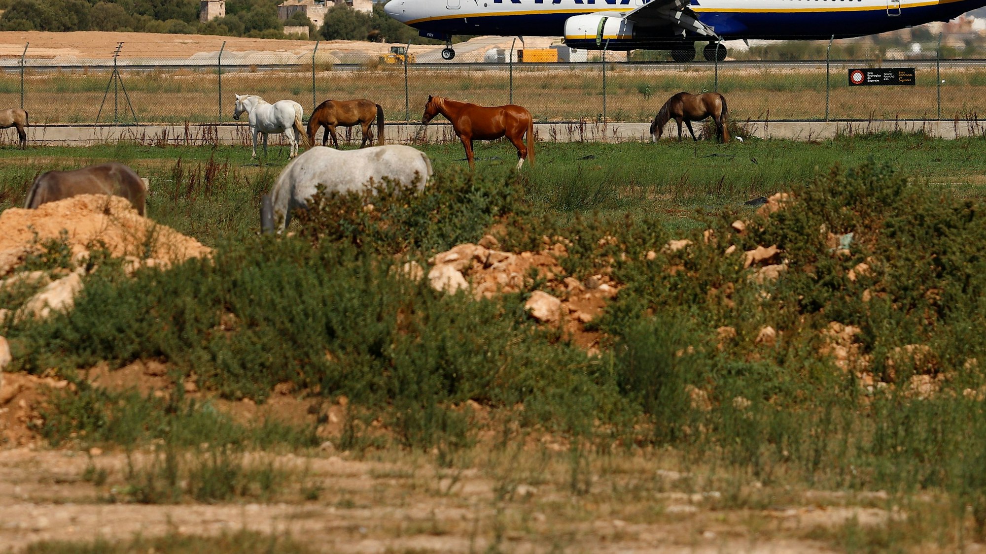 Ein Flugzeug der Fluggesellschaft Ryanair landet auf dem Flughafen Palma de Mallorca, während im Vordergrund Pferde auf einer Wiese stehen.