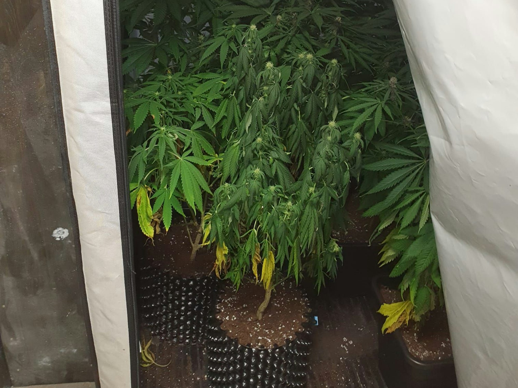 Mehrere Marihuana-Pflanzen stehen in einem Trockenbauverschlag in einer Wohnung in Köln.