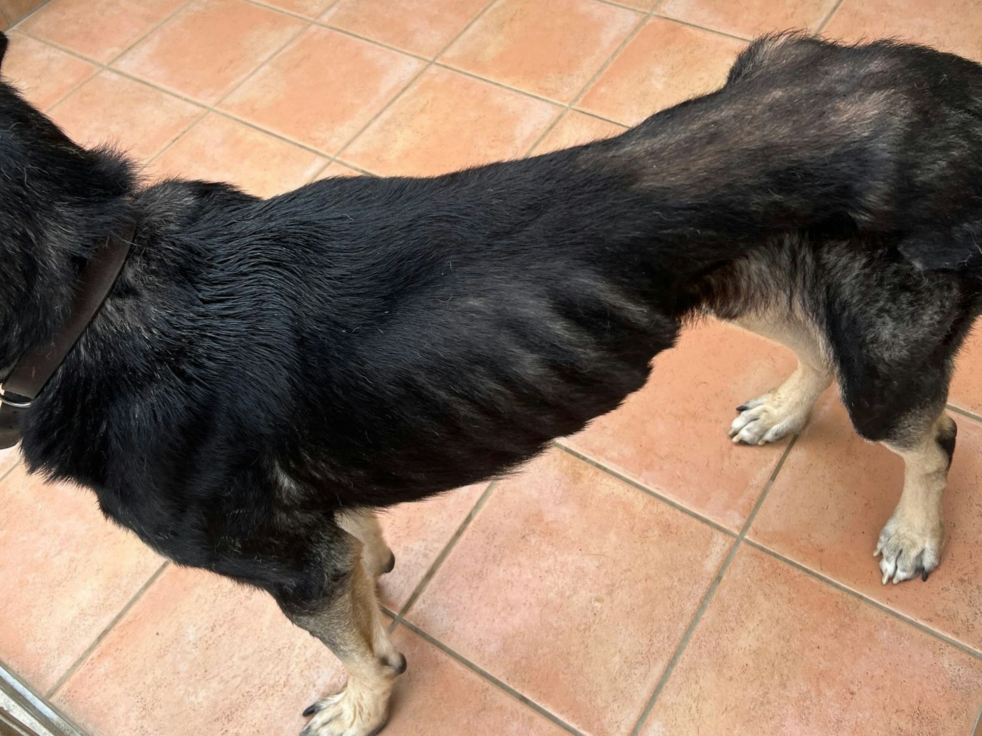 Durch Snoopys Fell zeichnet sich jede Rippe ab.