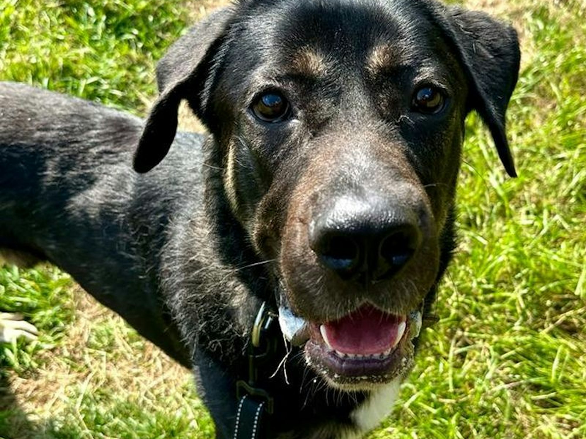 Hund Snoopy steht auf einer Wiese.