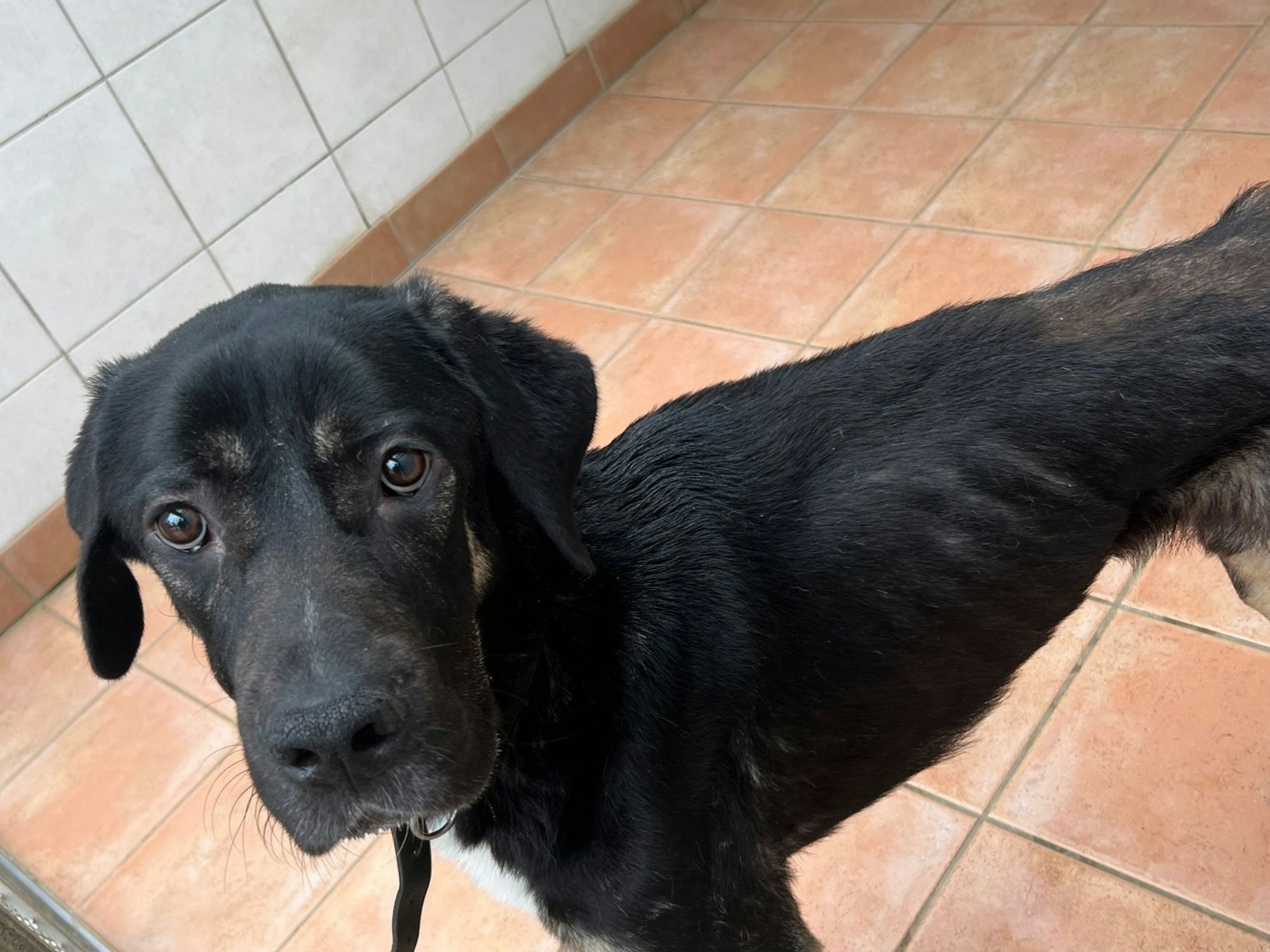 Bei Hund Snoopy ist jede Rippe zu sehen.