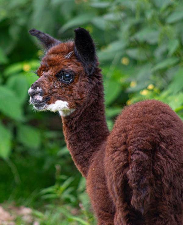 Ein junges Alpaka im Wildpark Müden im Landkreis Celle (Niedersachsen).