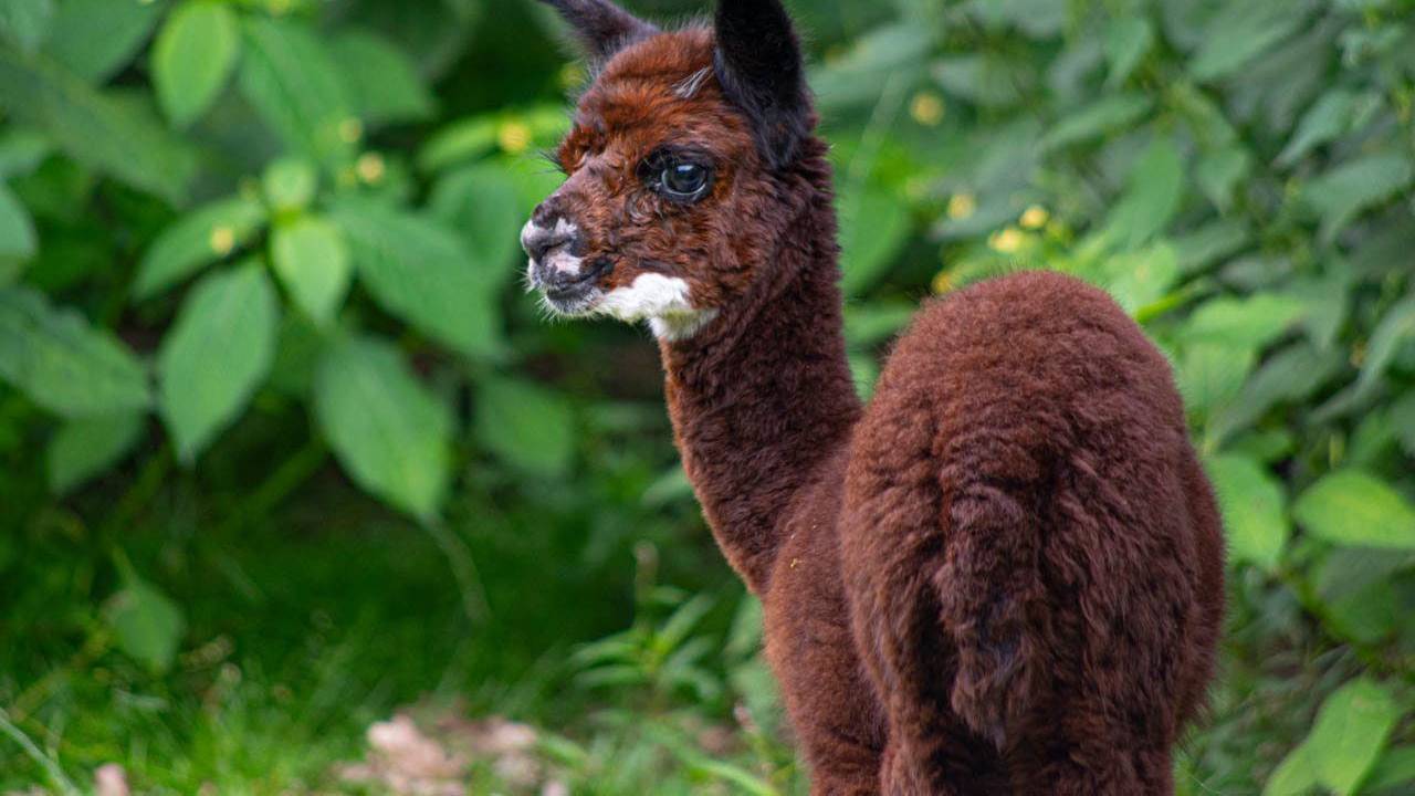 Ein junges Alpaka im Wildpark Müden im Landkreis Celle (Niedersachsen).