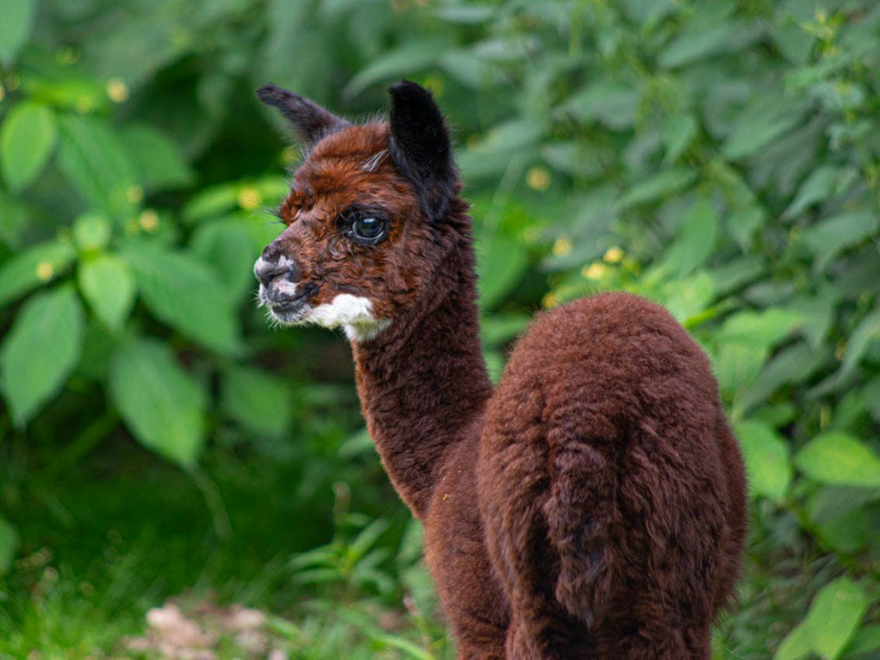 Ein junges Alpaka im Wildpark Müden im Landkreis Celle (Niedersachsen).