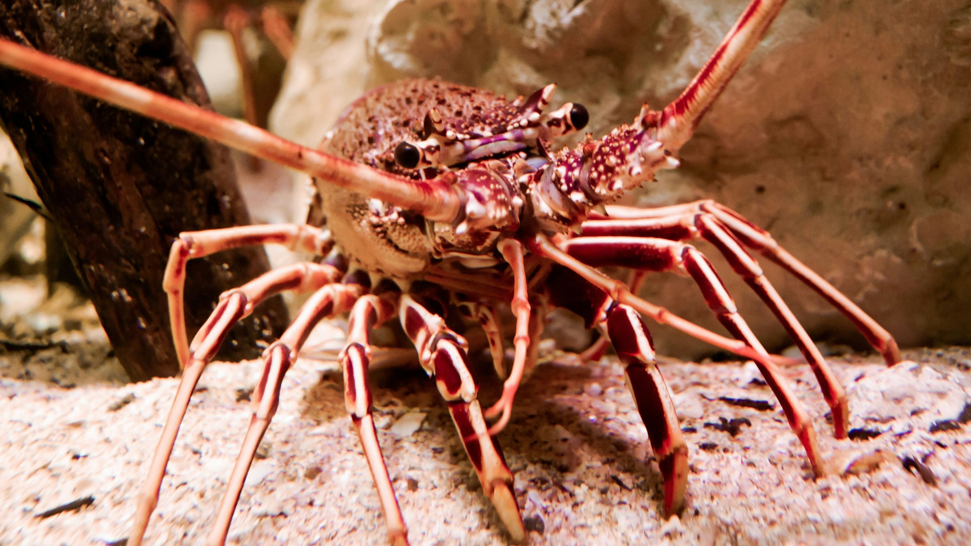 Ein Hummer läuft vor einem Stein auf Sand.