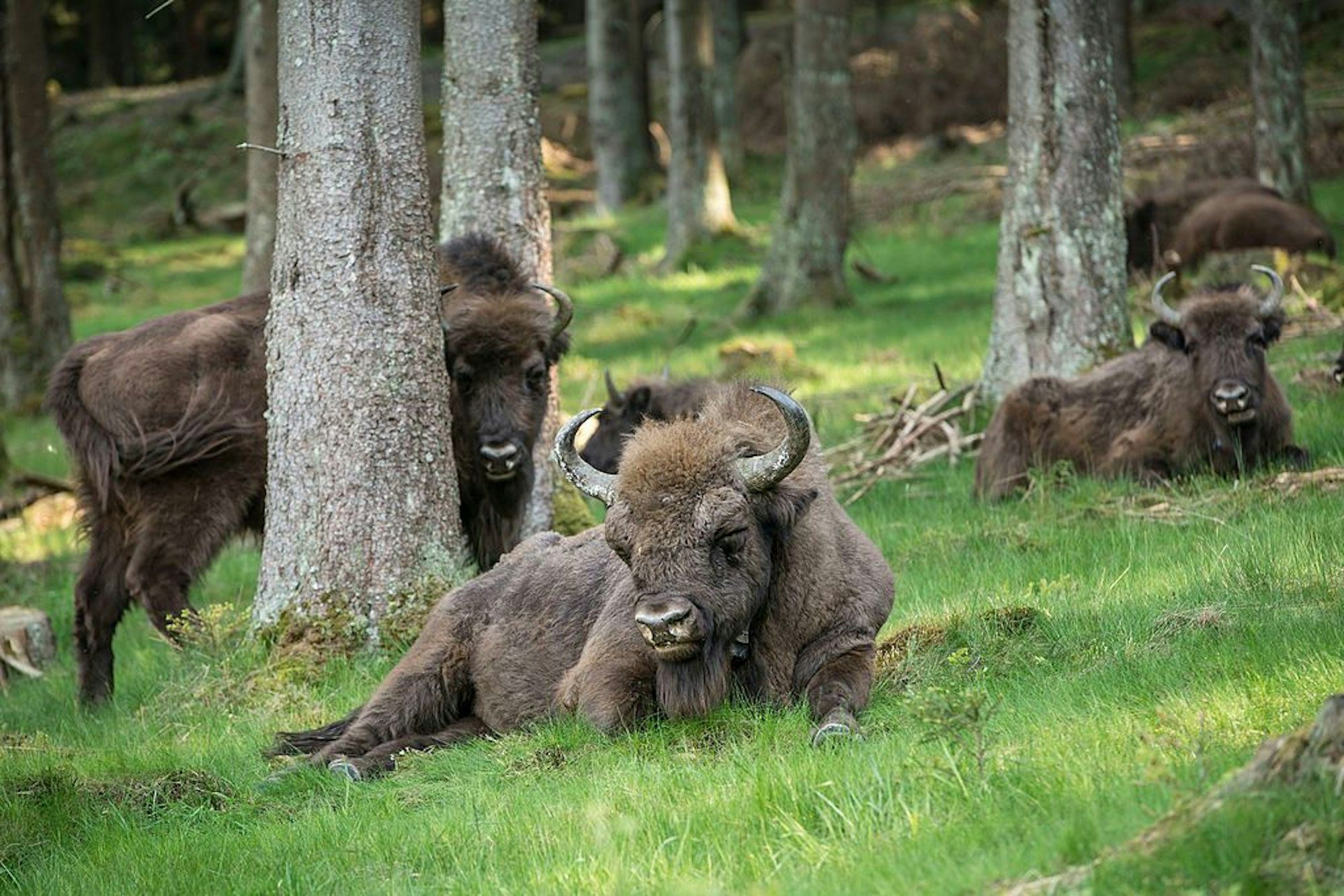 Wisents liegen im Wald.