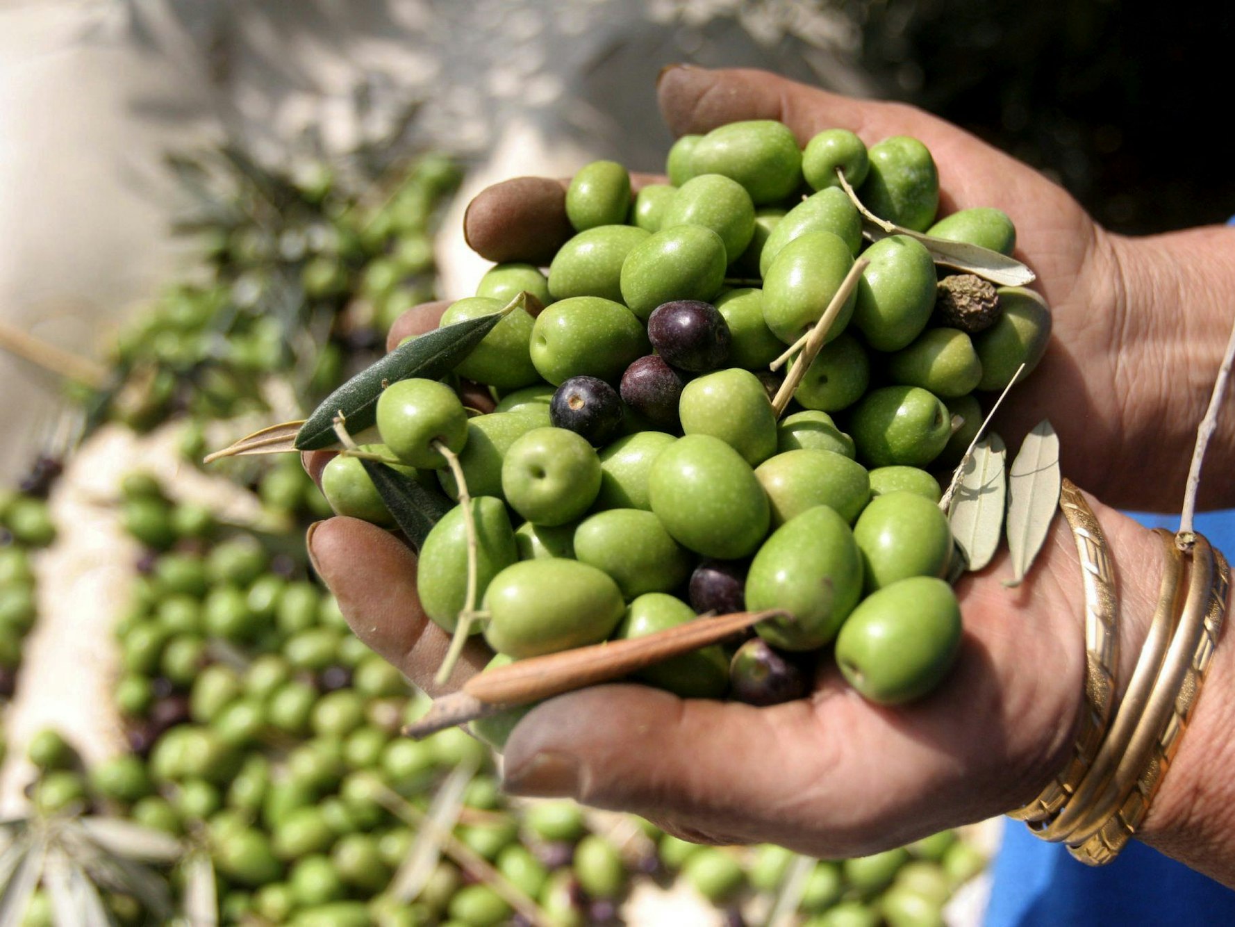 Eine Frau hält Oliven in der Hand.