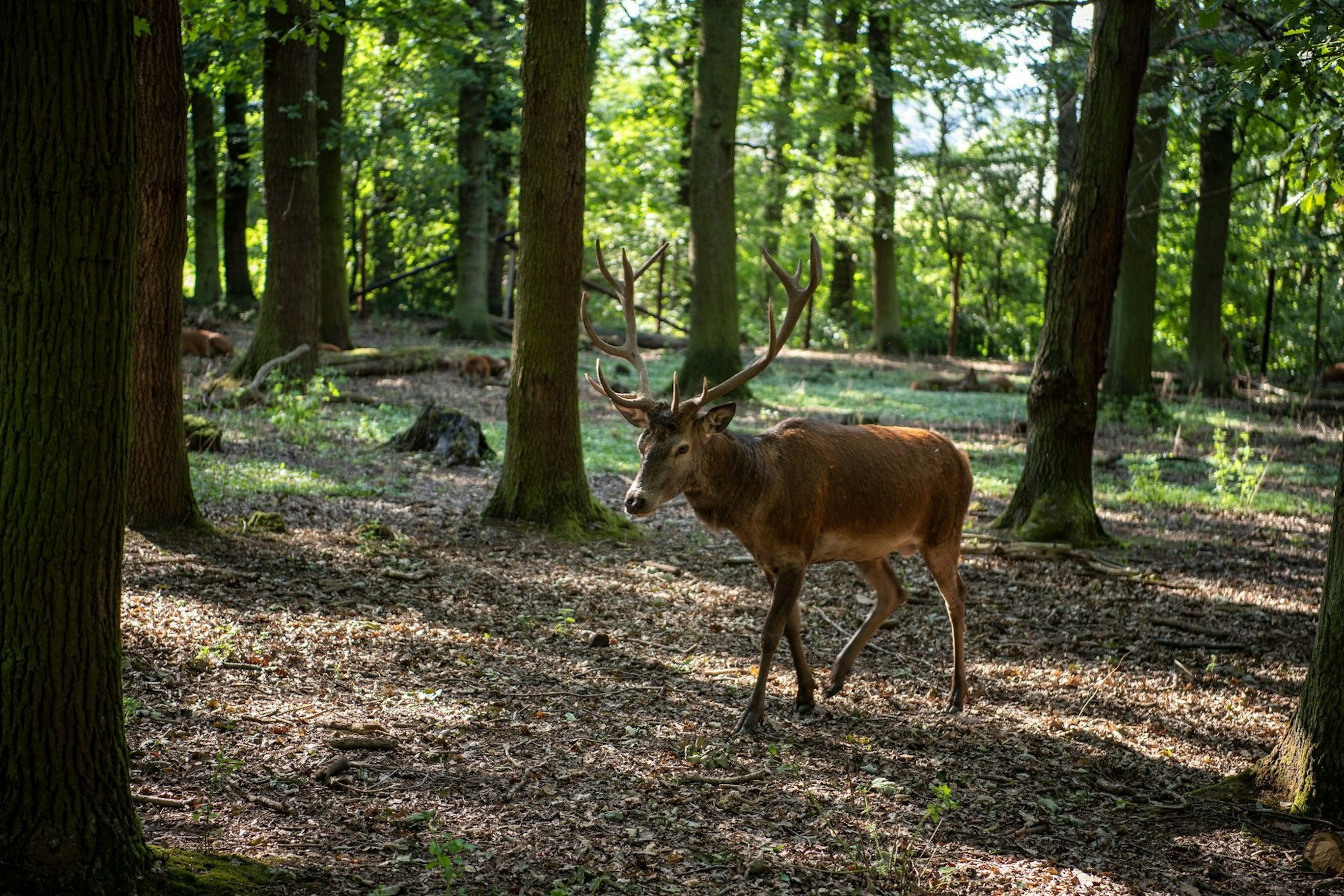 Ein Hirsch geht durch den Wald.