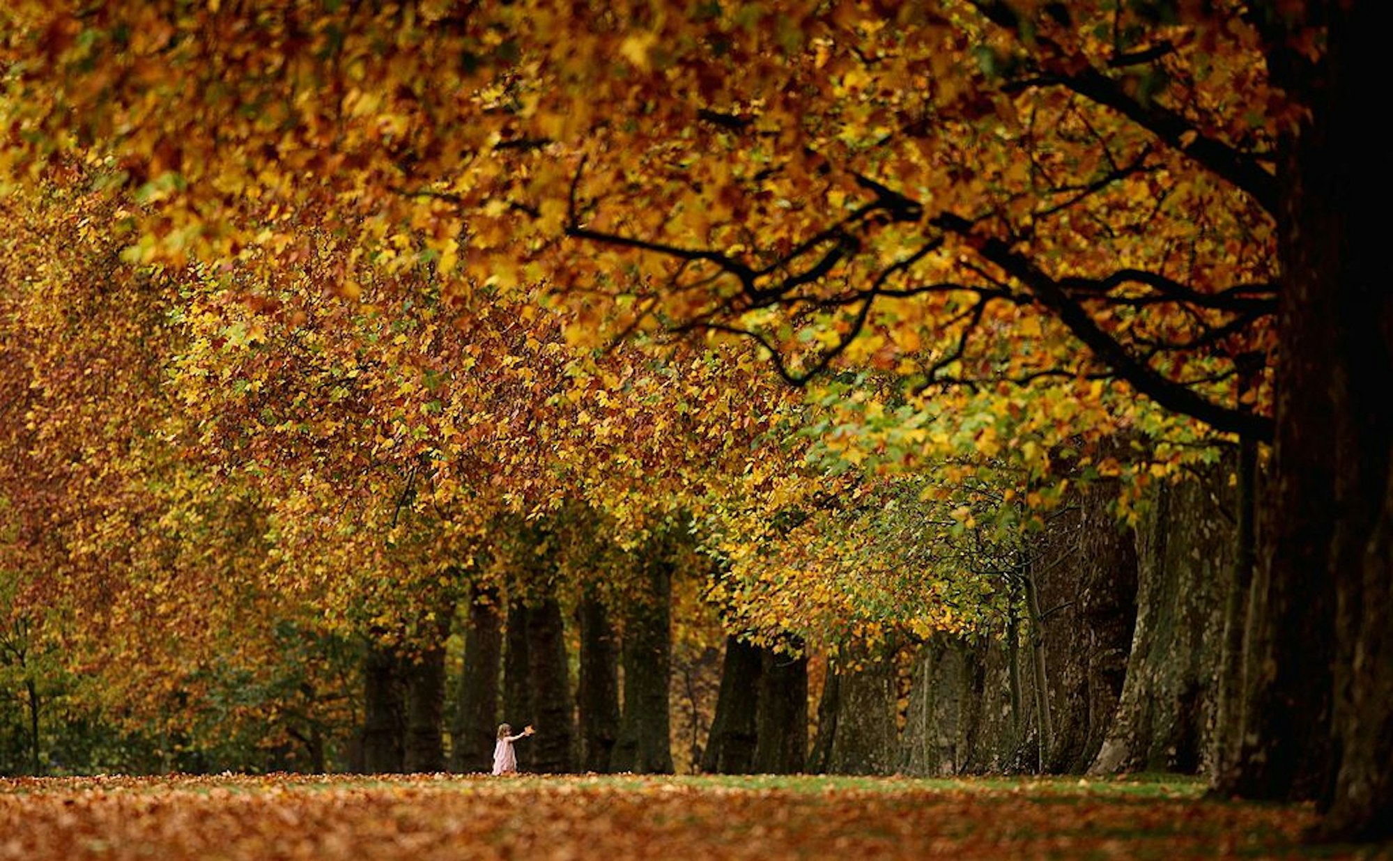 Ein Kind läuft durch Herbstlaub.