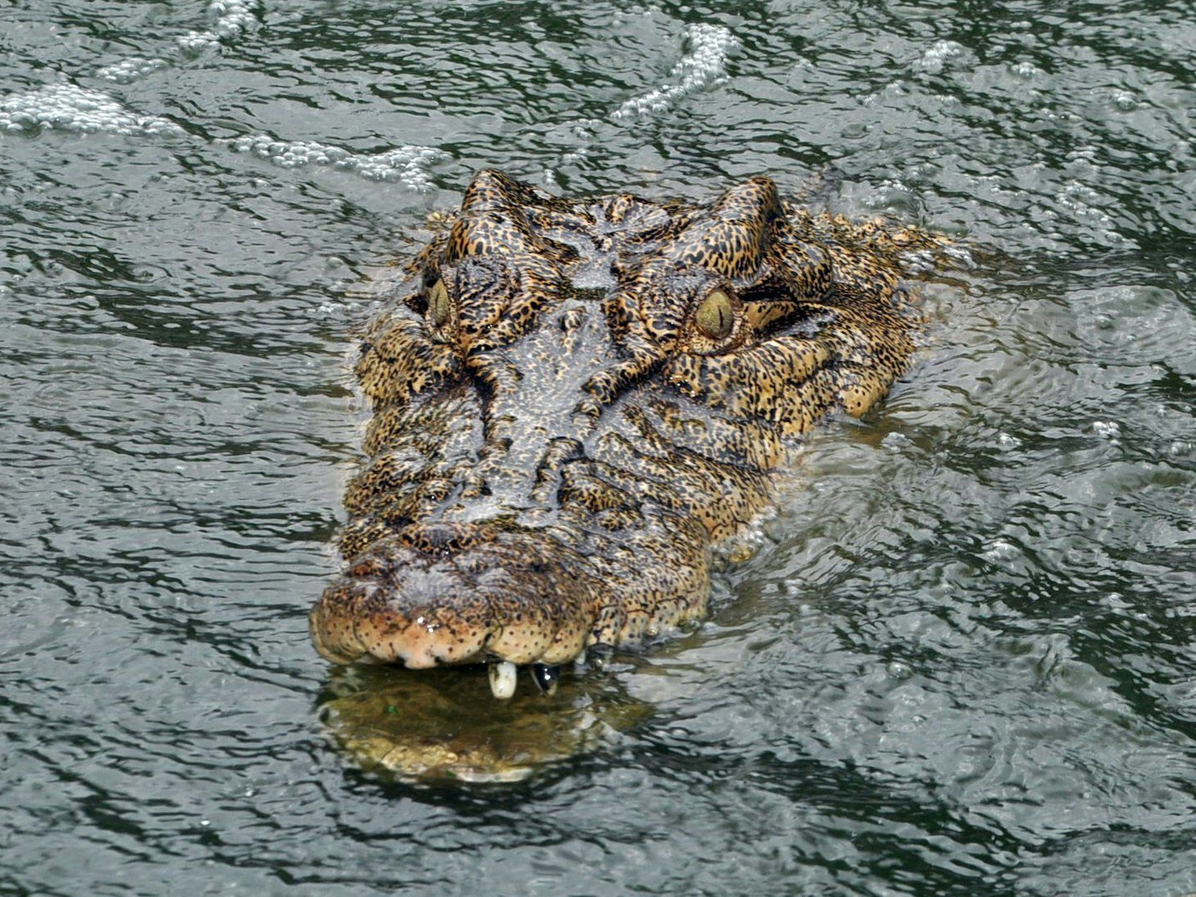 Ein Alligator im Wasser.