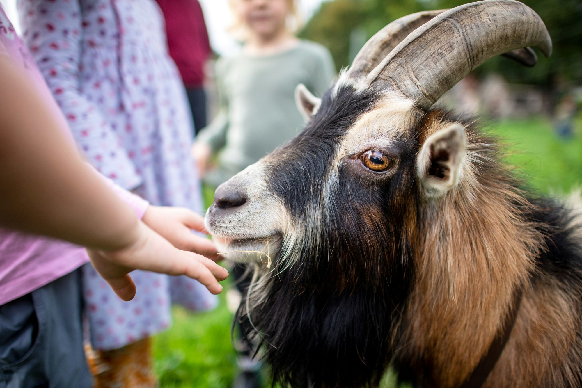 Eine Ziege wird auf einem Bauernhof von Kindern gestreichelt.