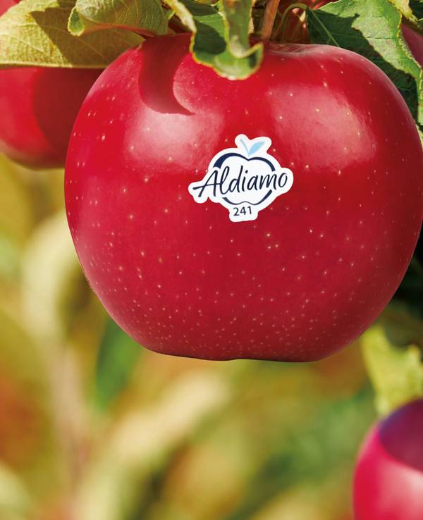 Auf einem Apfel klebt ein Sticker mit der Aufschrift „Aldiamo“.