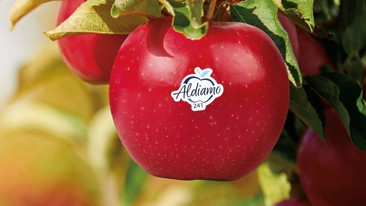 Auf einem Apfel klebt ein Sticker mit der Aufschrift „Aldiamo“.