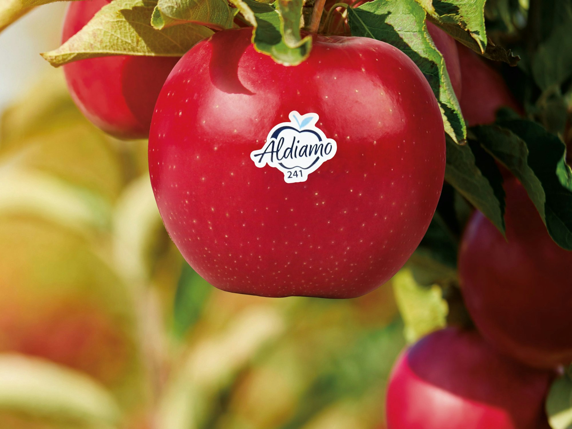 Auf einem Apfel klebt ein Sticker mit der Aufschrift „Aldiamo“.