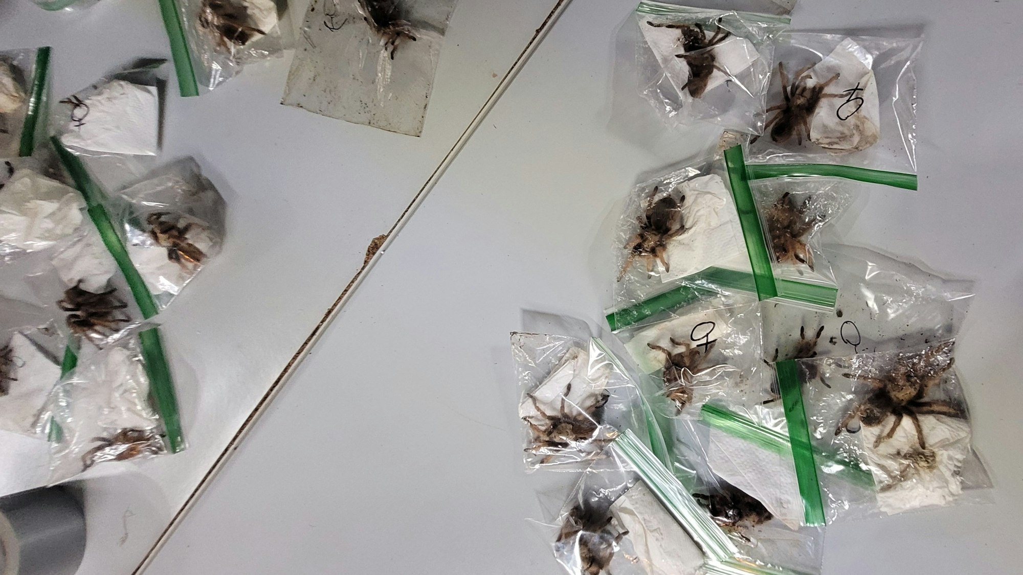 Auf einem Tisch liegen mehrere Plastiktütchen, in denen sich Vogelspinnen befinden.