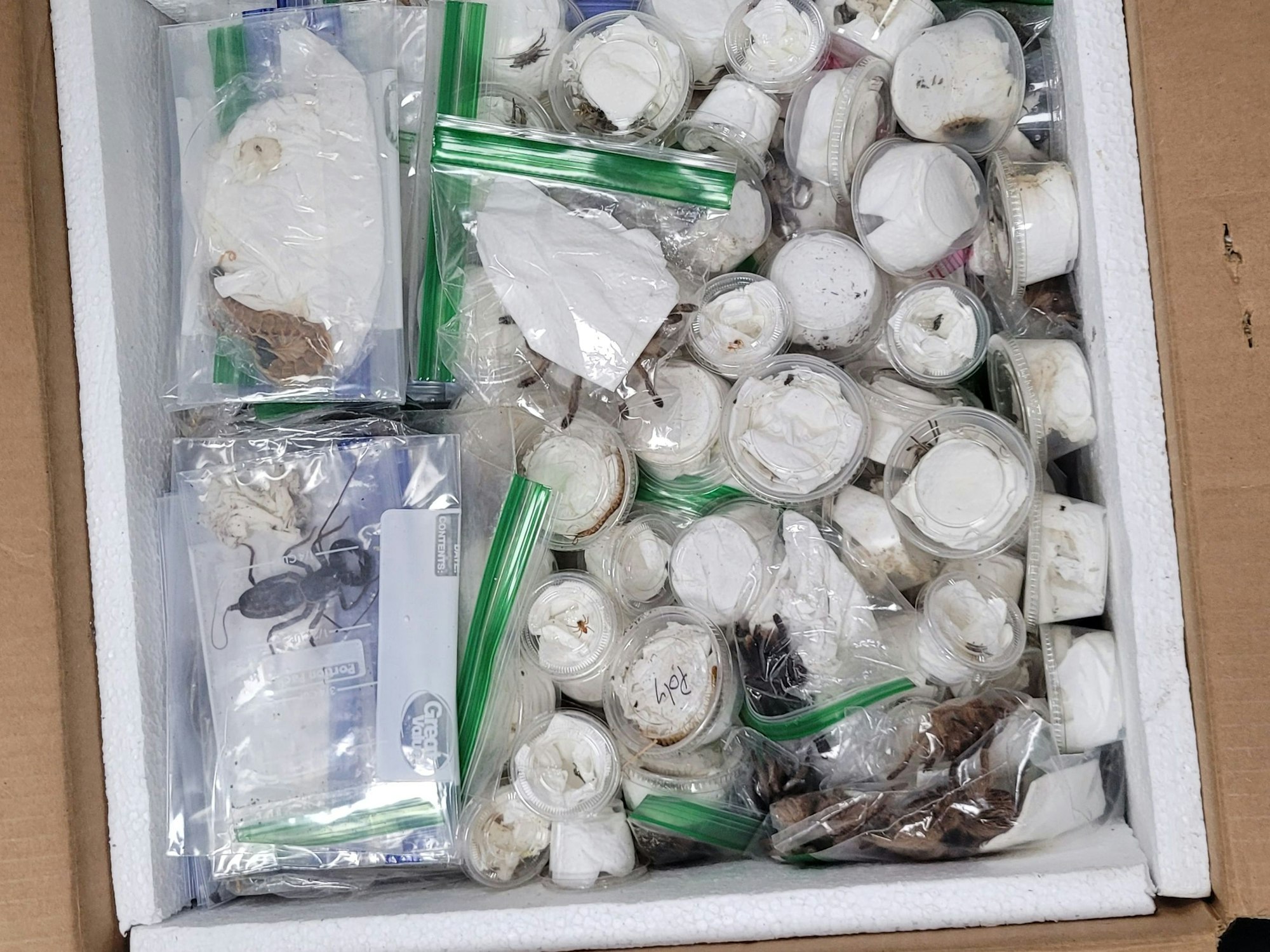 Eine geöffnete Box, in der zahlreiche Plastikbehälter und -tütchen befinden, in einigen erkennt man Skorpione.