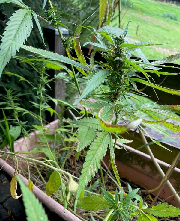 Die Cannabis-Pflanze im Garten von Peter H.
