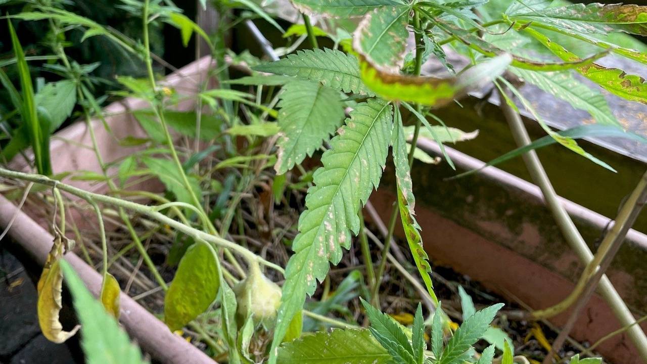 Die Cannabis-Pflanze im Garten von Peter H.