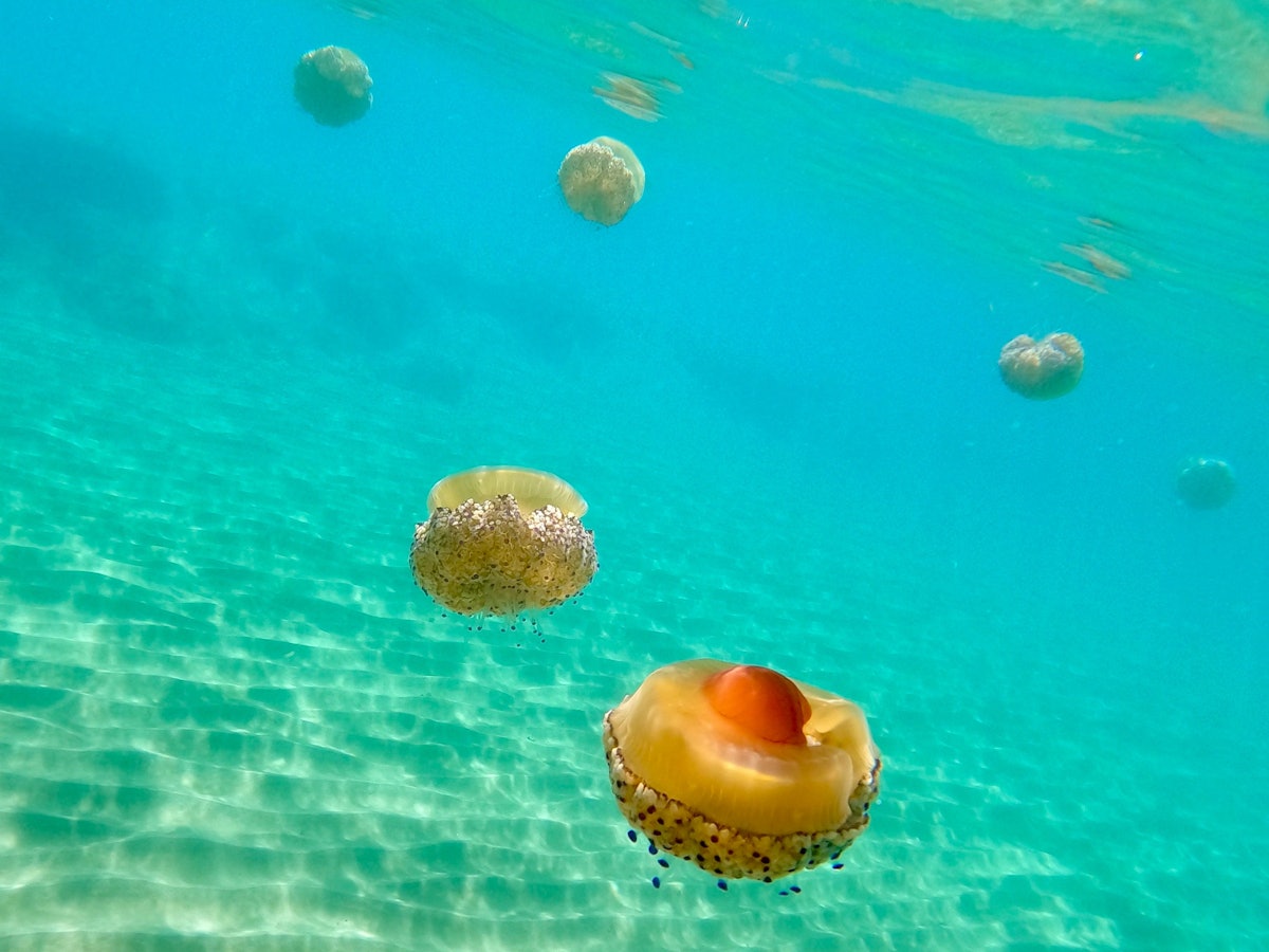 Spiegeleiquallen (Cotylorhiza tuberculata) schwimmen im Meer.