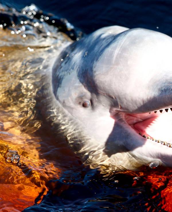 Ein Amazonasdelfin schwimmt im Rio Negro in der Nähe von Manaus.