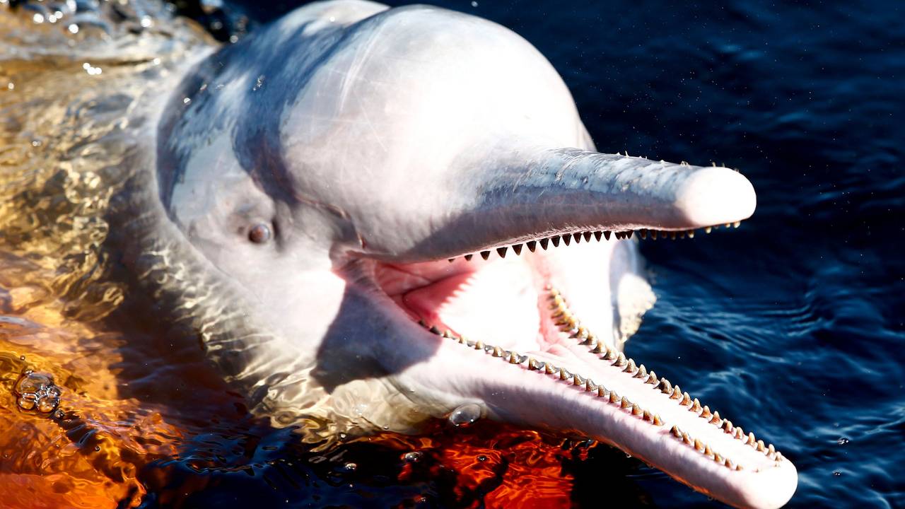 Ein Amazonasdelfin schwimmt im Rio Negro in der Nähe von Manaus.