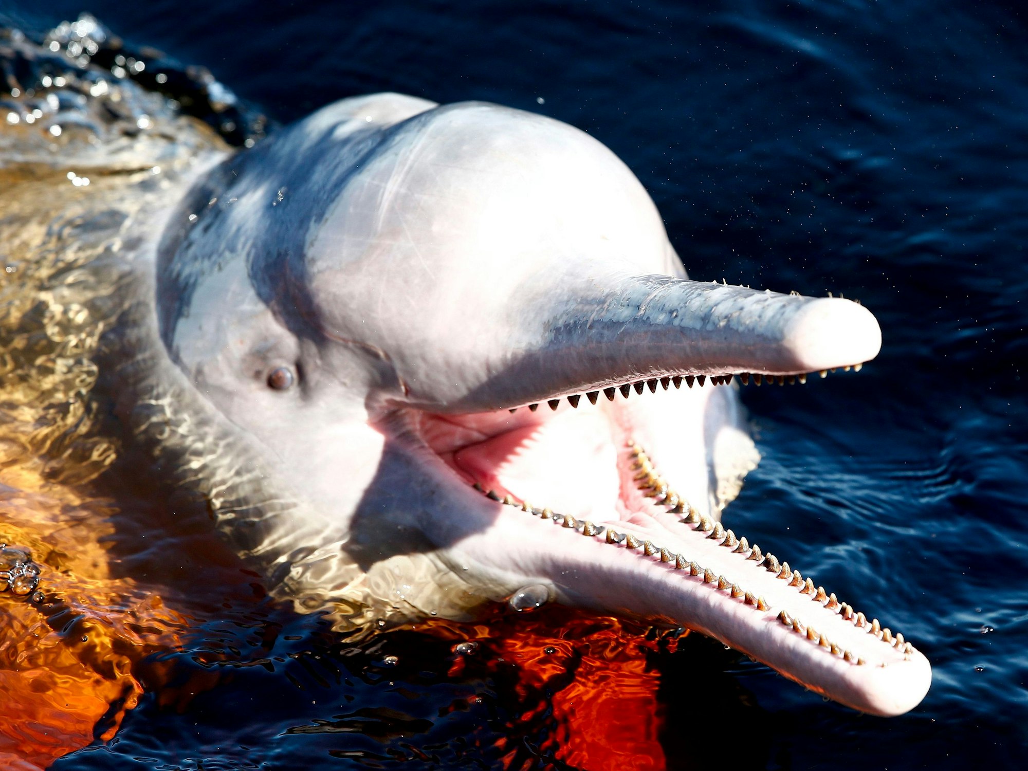 Ein Amazonasdelfin schwimmt im Rio Negro in der Nähe von Manaus.
