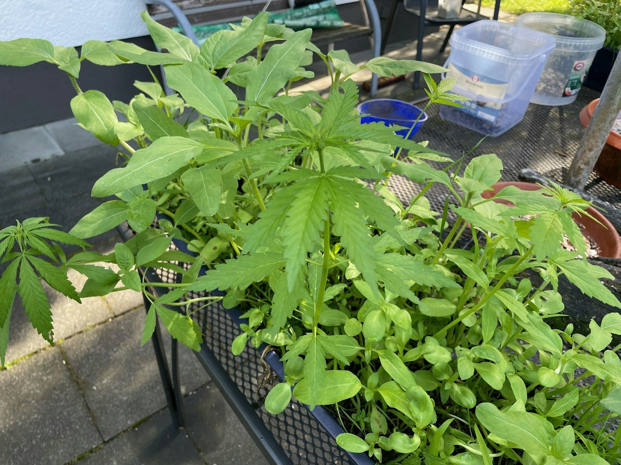 Mehrere Cannabispflanzen sind groß in einem Garten zu sehen.