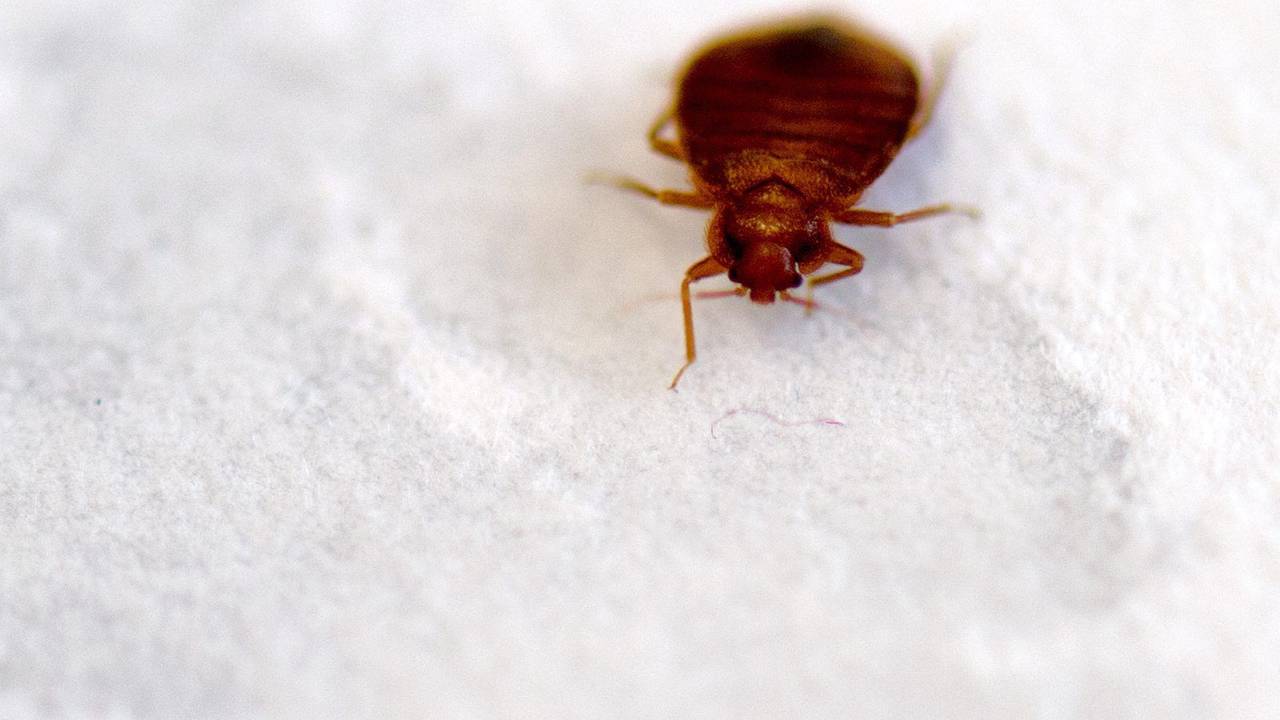 Eine Bettwanze, aufgenommen am Biologischen Institut der Technische Universität (TU) Dresden