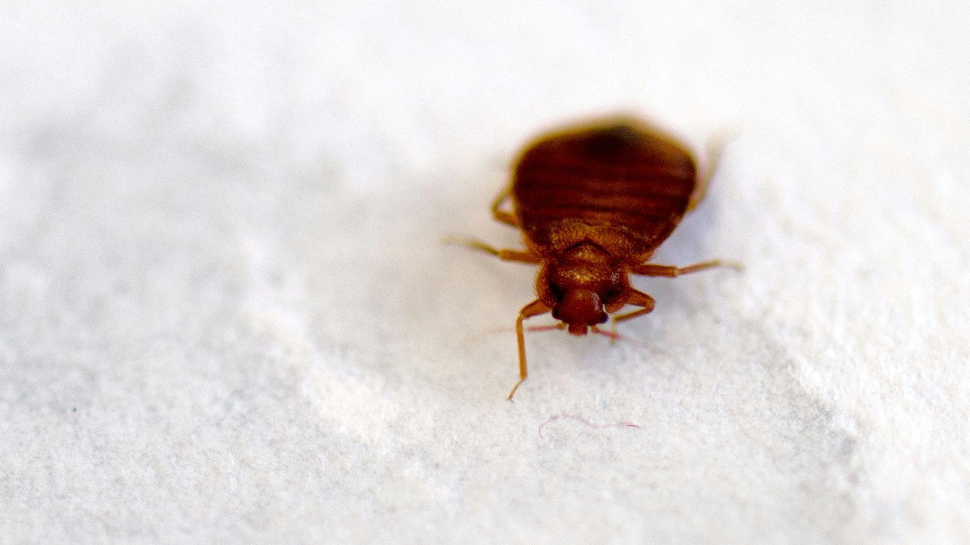 Eine Bettwanze (Cimex lectularius), aufgenommen am Biologischen Institut der Technische Universität (TU) Dresden.
