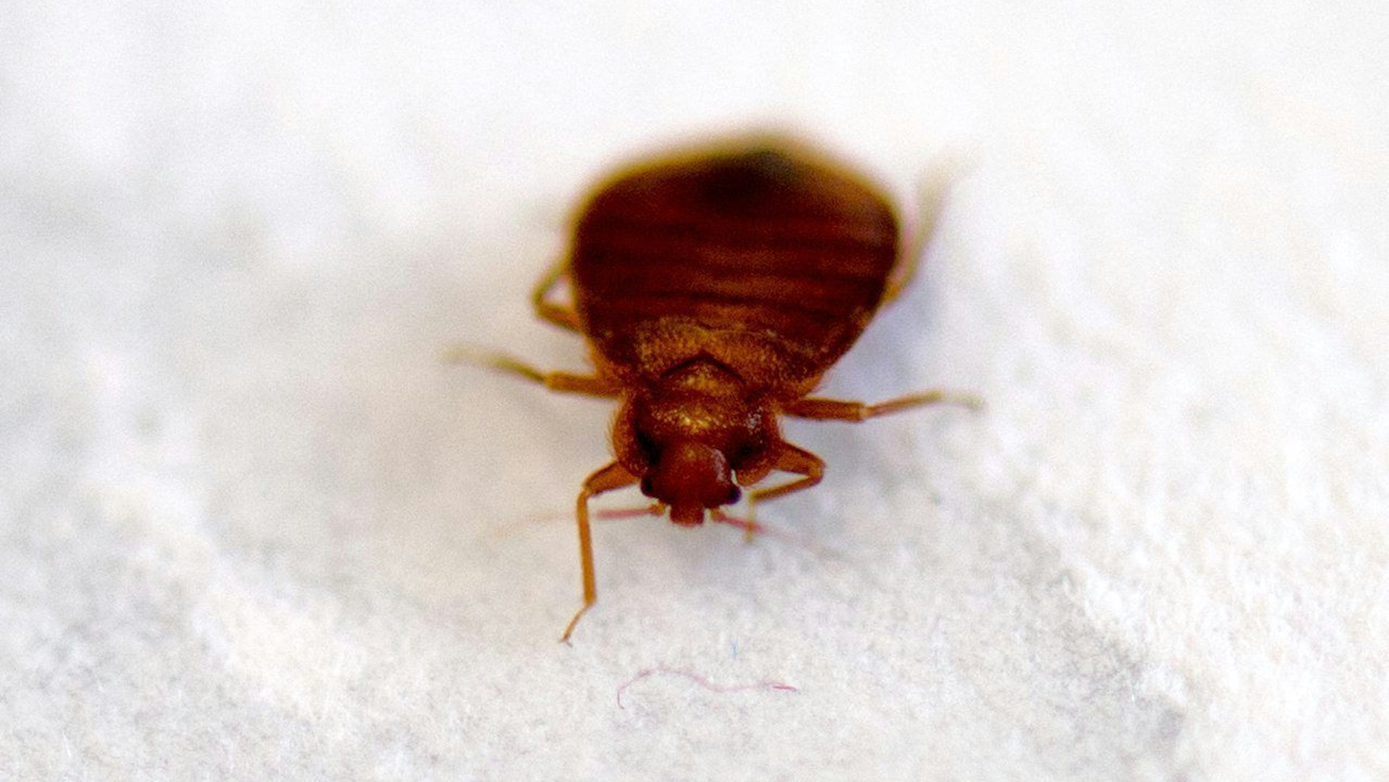 Eine Bettwanze, aufgenommen am Biologischen Institut der Technische Universität (TU) Dresden