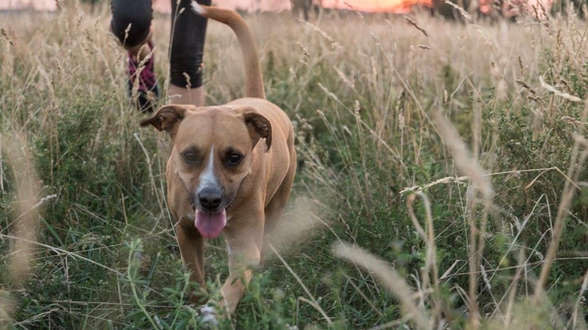 Halter und Hund beim Gassigehen