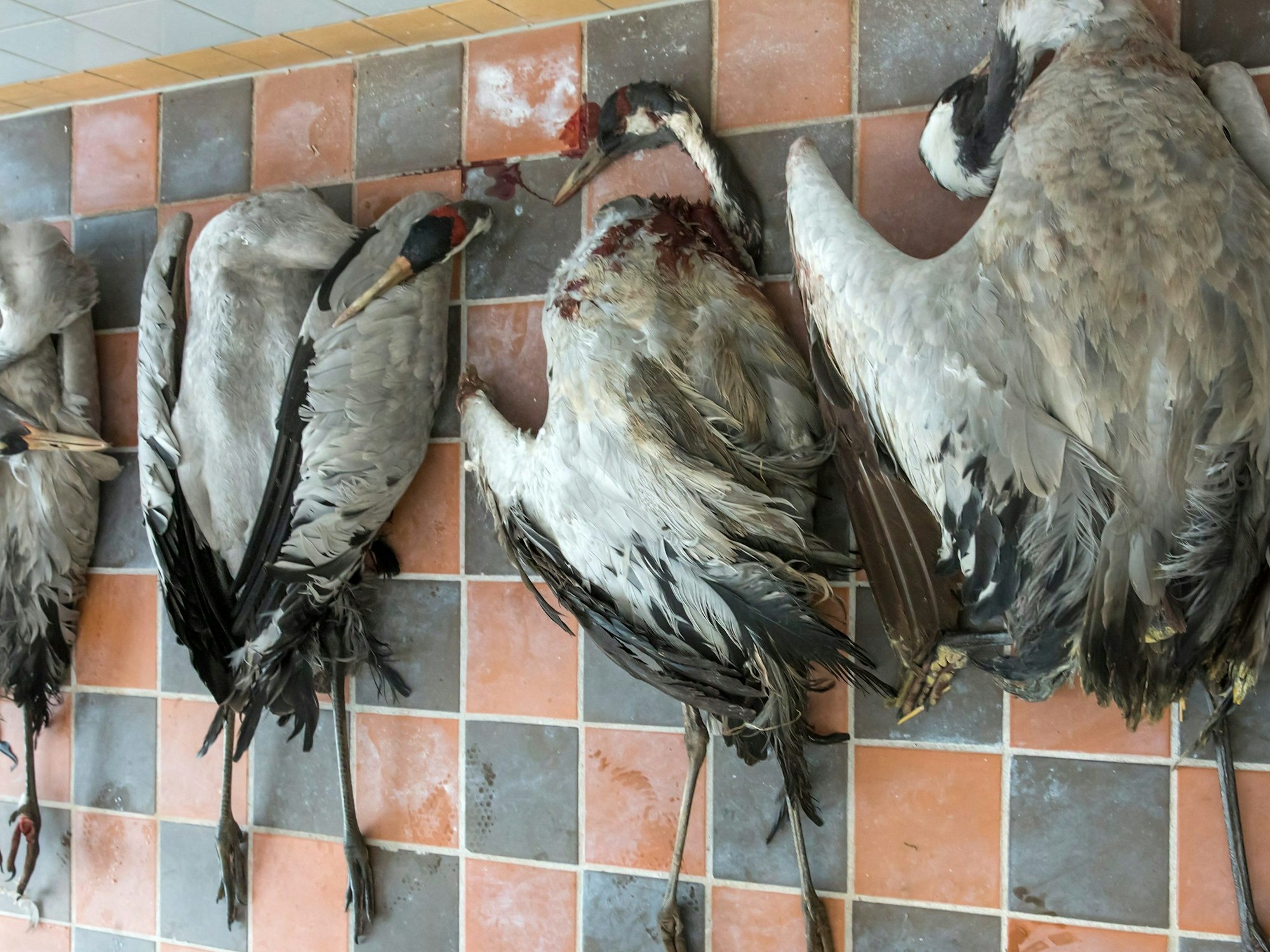1000 Zugvögel sind gegen ein Gebäude geflogen und gestorben - ist der Mensch schuld? Zu sehen ist hier ein Symbolbild: Tote Kraniche liegen am 12.03.2013 in der Vogelschutzwarte in Seebach (Thüringen). Dichter Nebel hatte am Wochenende einen Schwarm Kraniche orientierungslos gemacht, sie prallten gegen Häuserwände oder wurden von Autos überrollt. Einige Tiere überlebten nicht, weitere verletzte Tiere sollen gesund gepflegt werden. Foto: Michael Reichel/dpa