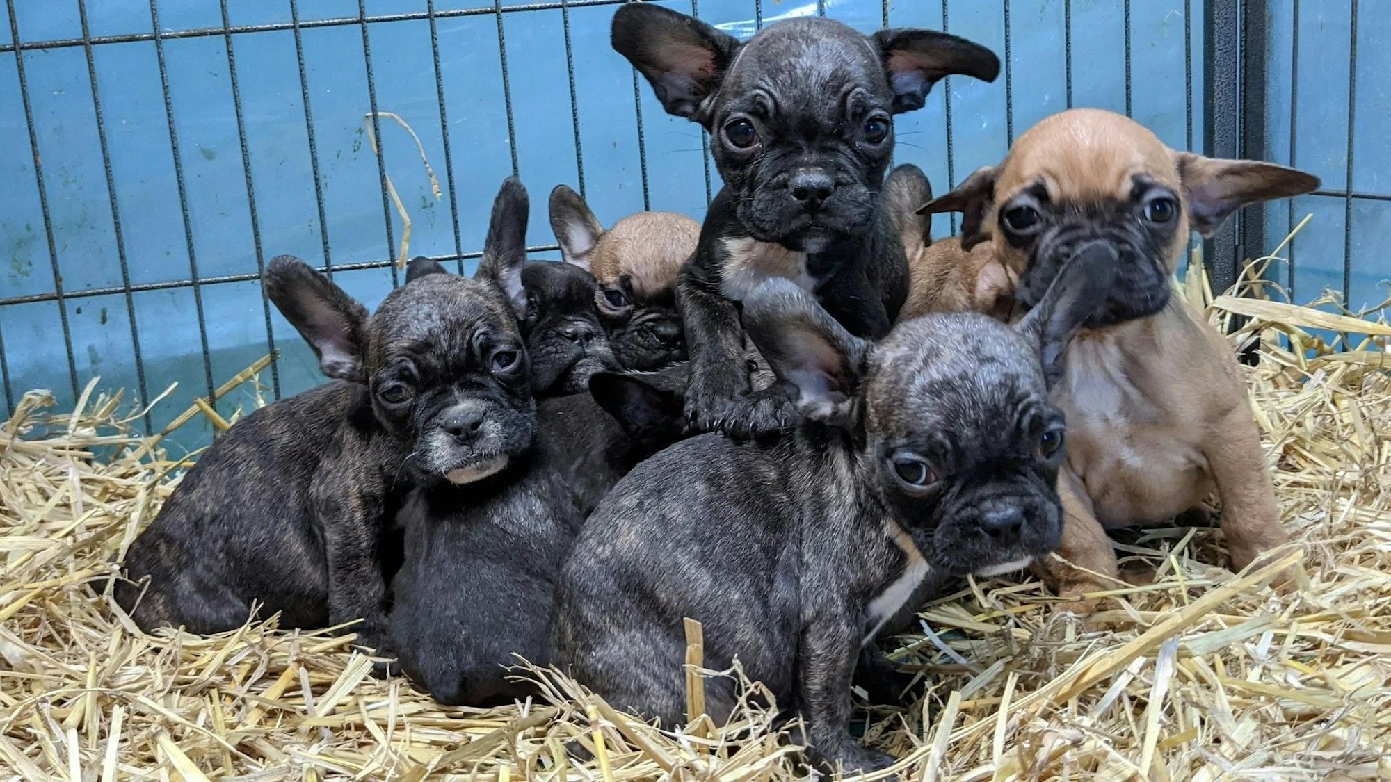Mehrerer Bulldoggenwelpen sitzen in einem Käfig auf Stroh und drängen sich aneinander.