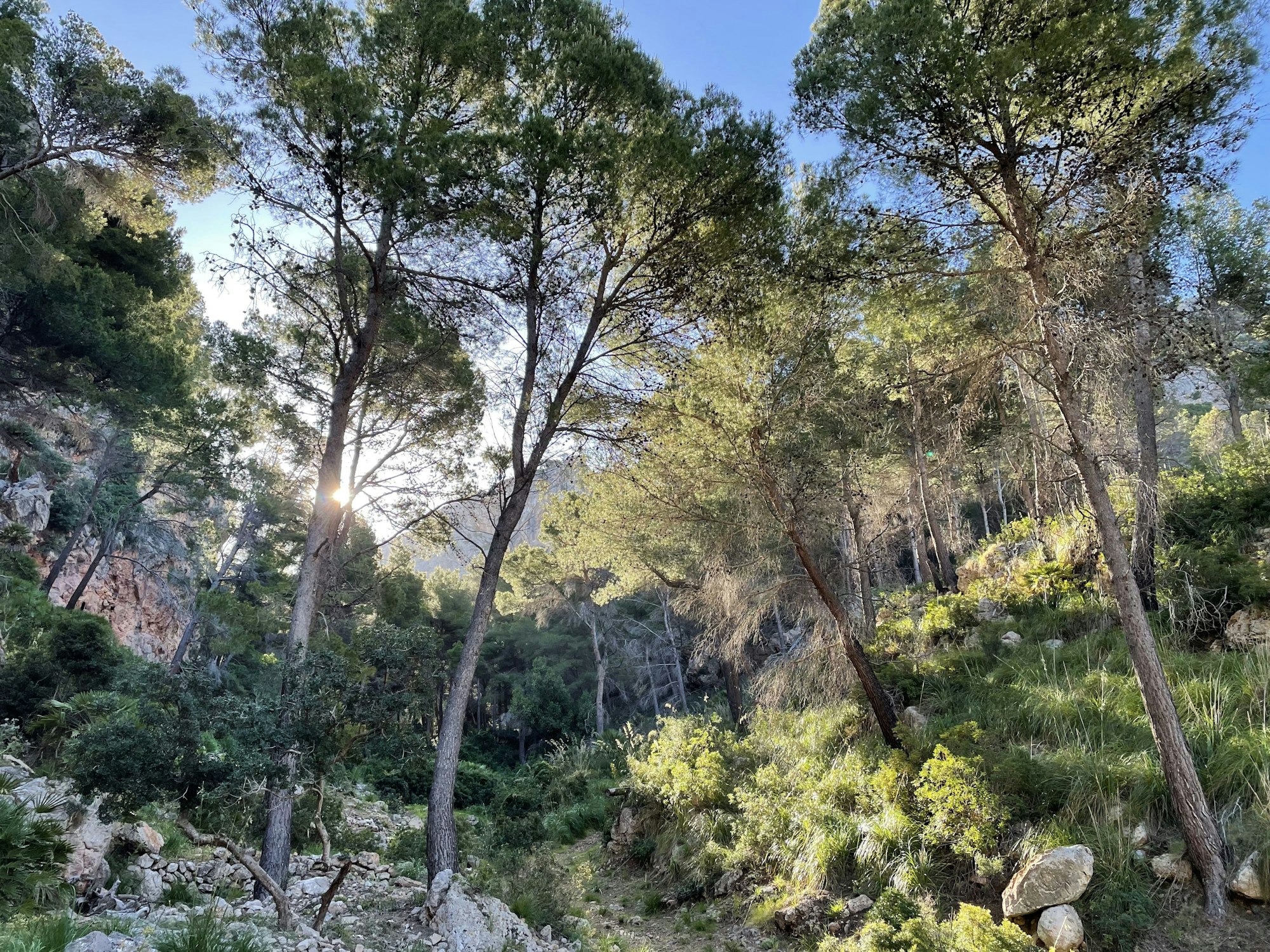 Von Ses Fontanelles geht es durch eine Schlucht über Geröll und Felsen 200 Meter steil bergauf zum Pas Gran.