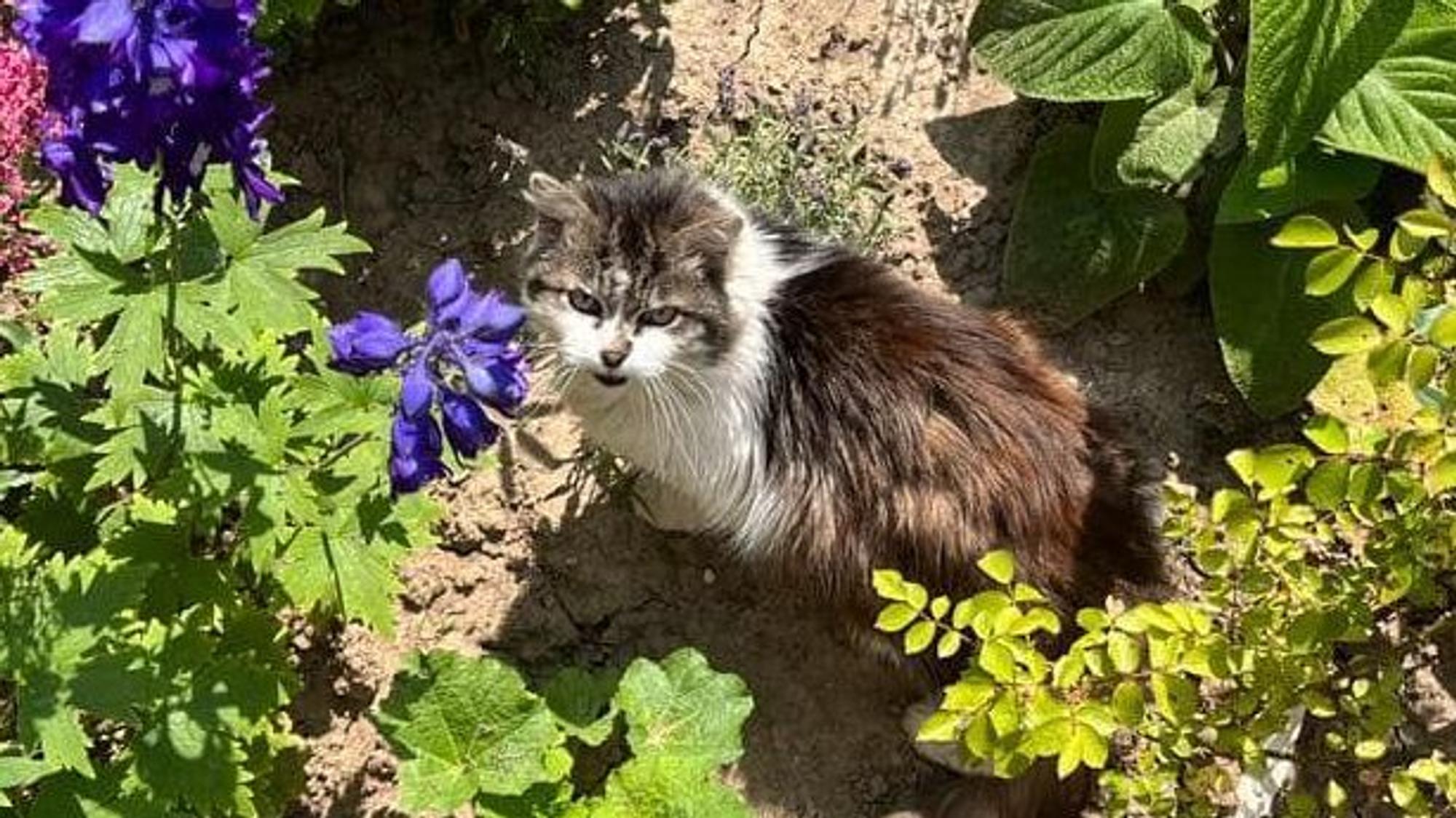 Kater Jack sitzt in einem Blumenbeet.