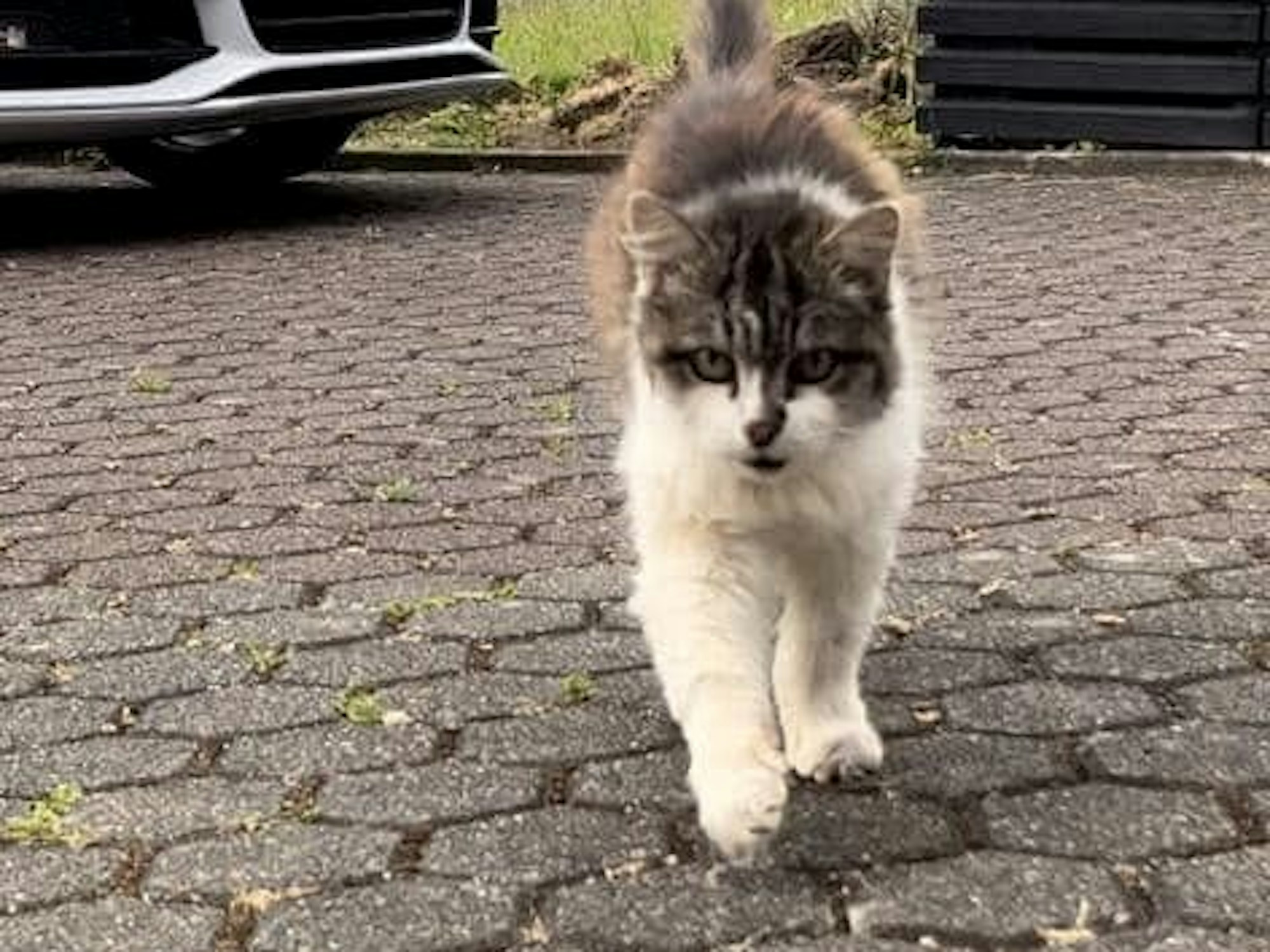 Kater Jack läuft über Pflastersteine, im Hintergrund parkt ein Auto.