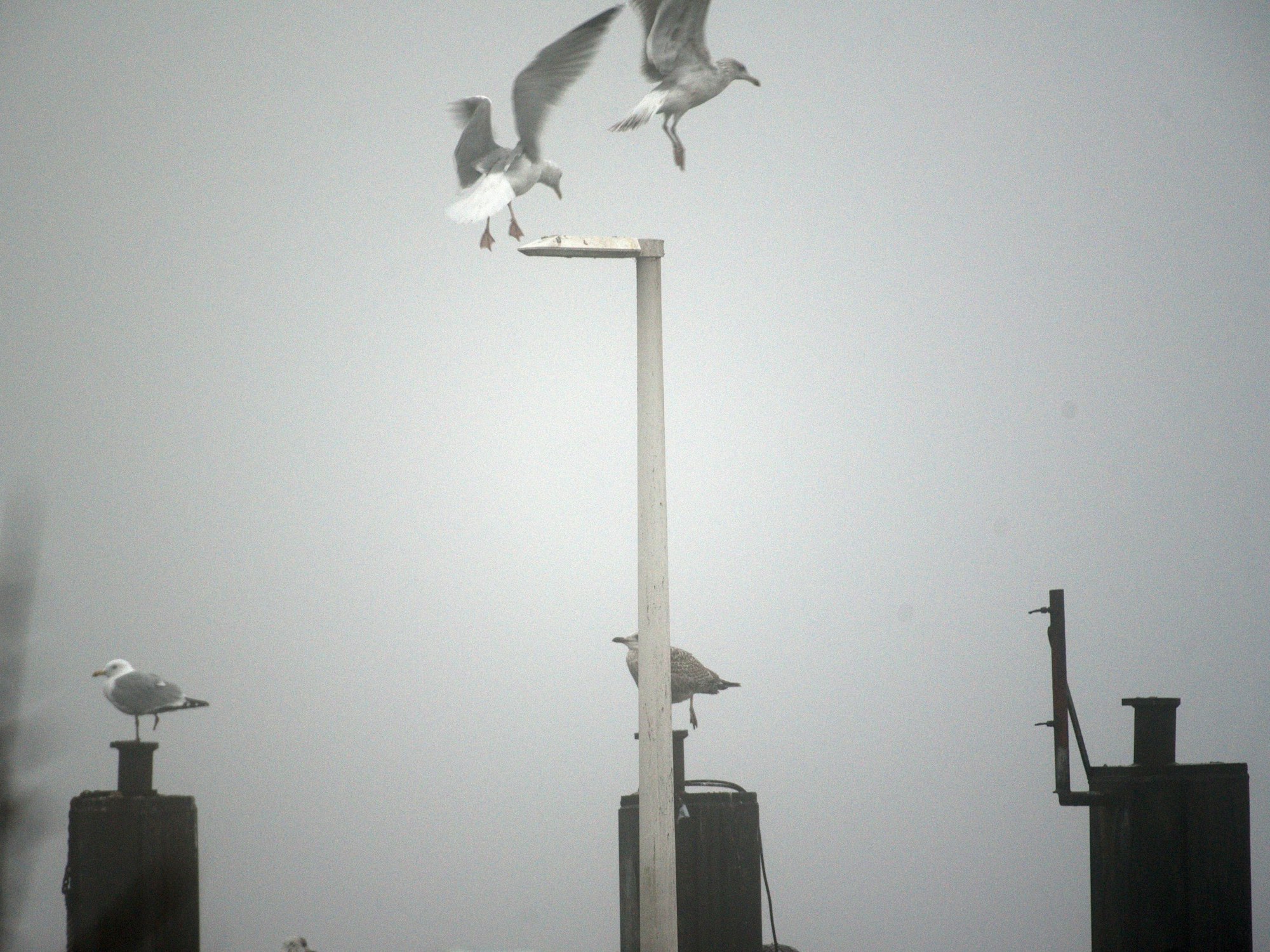 Möwen sitzen im Nebel auf Pfählen im Rostocker Seehafen vor der Anlegestelle des Zerstörers USS Porter.