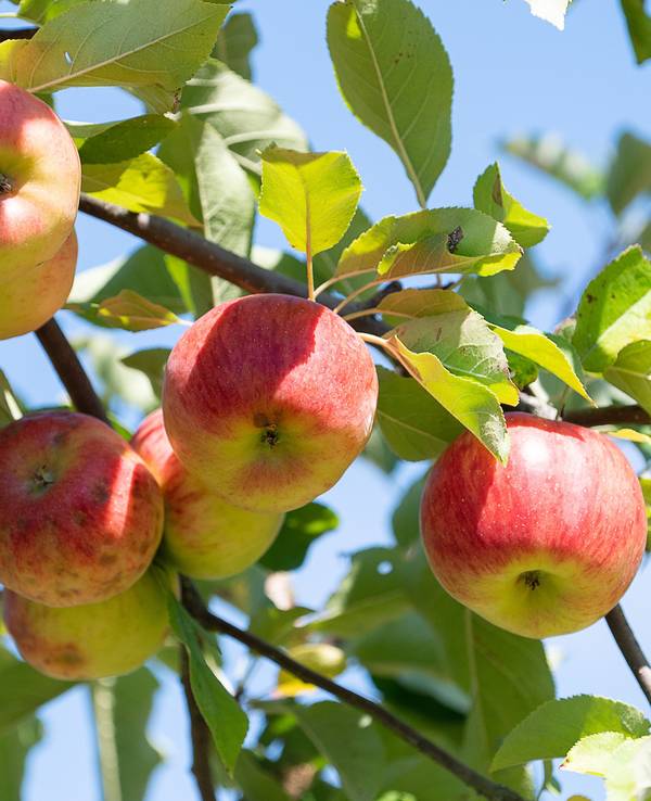 Äpfel hängen an einem Apfelbaum auf einer Streuobstwiese.