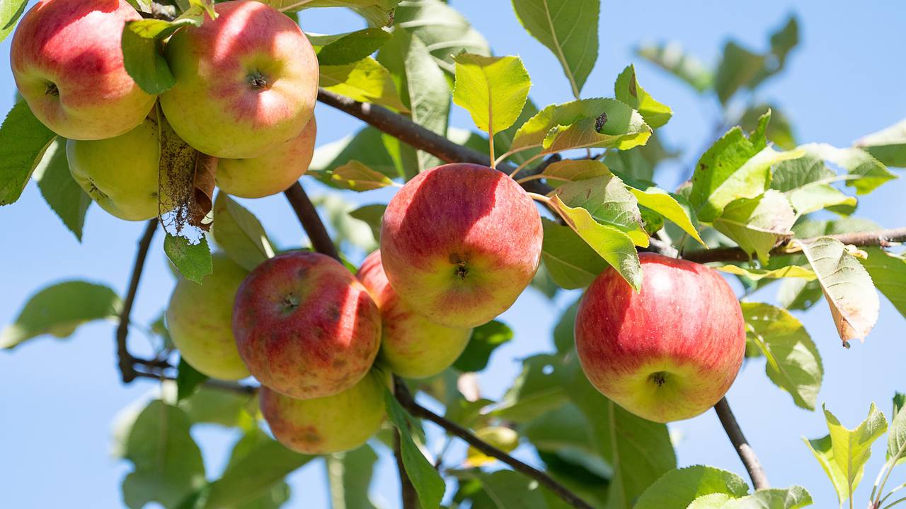 Äpfel hängen an einem Apfelbaum auf einer Streuobstwiese.
