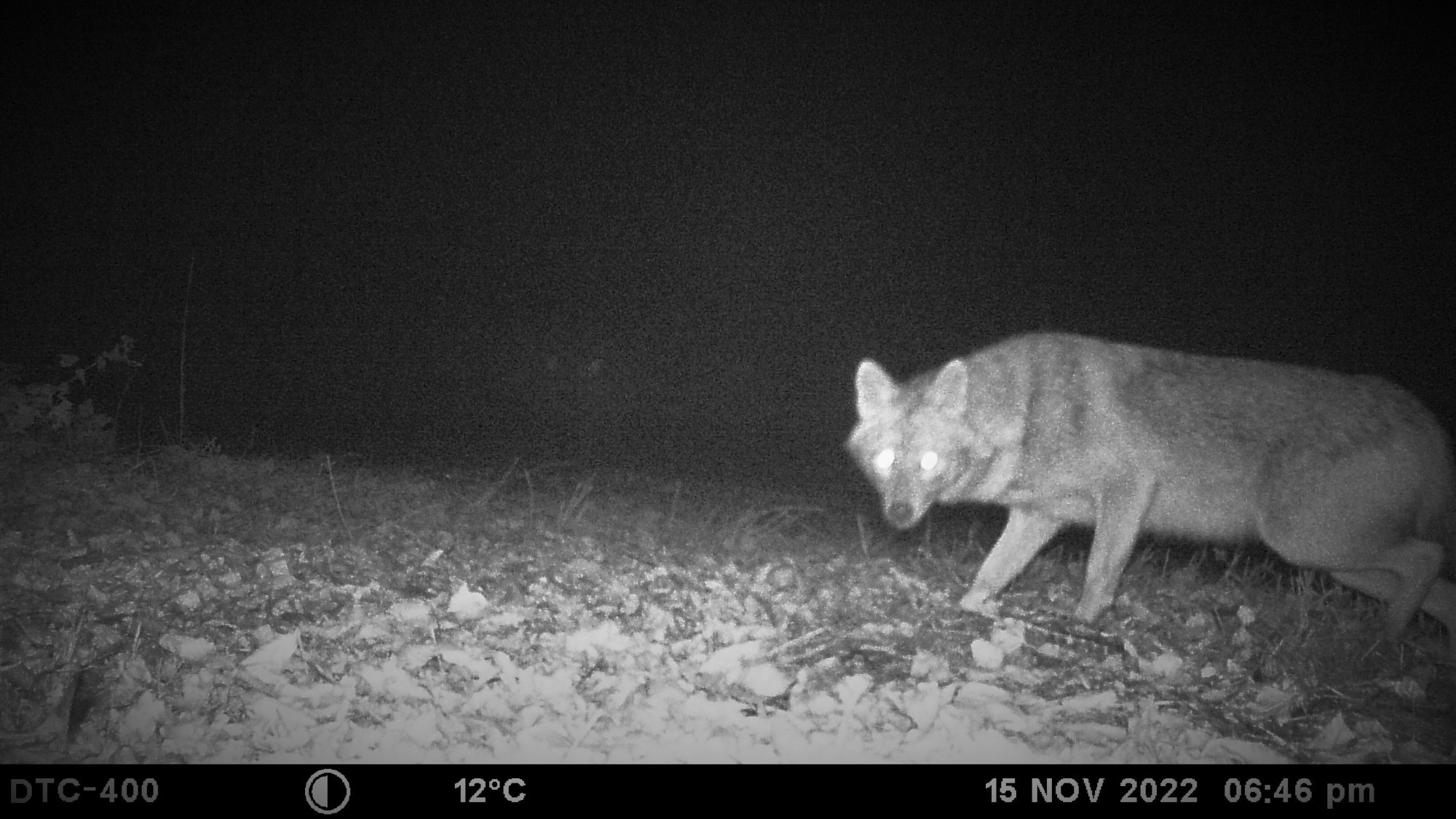 Eine Wildkamera hat bei Hamm einen Goldschakal fotografiert.