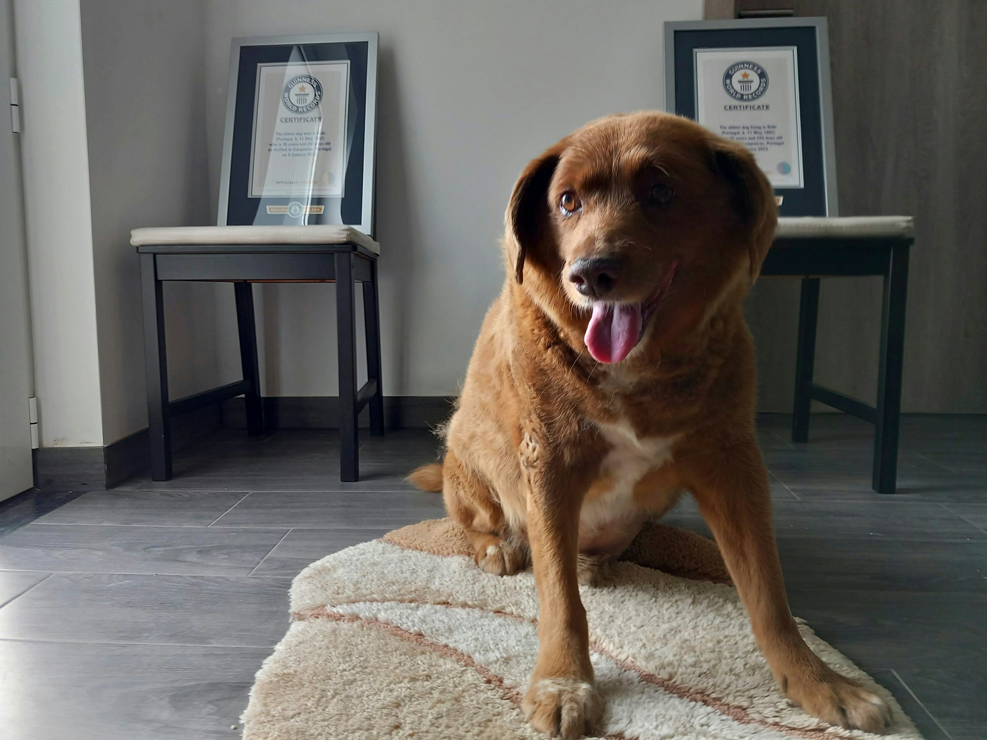 Bobi, ein Hund der portugiesischen Rasse Rafeiro do Alentejo, sitzt für ein Foto in seinem Haus mit seiner Guinness-Weltrekord-Urkunde für den ältesten Hund.
