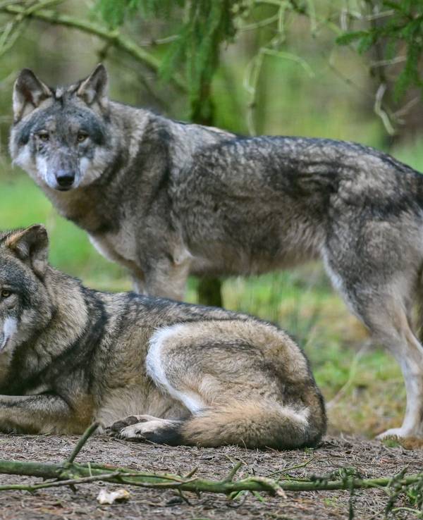 In Ostwestfalen gab es bereits zahlreiche Wolfsattacken, erneut sind vier Schafe tot. Unser Symbolfoto zeigt zwei Wölfe in Brandenburg.