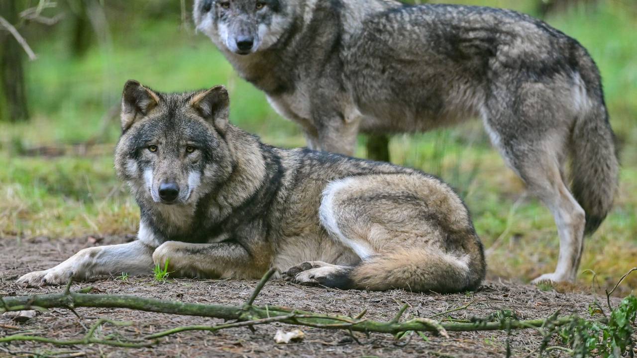 In Ostwestfalen gab es bereits zahlreiche Wolfsattacken, erneut sind vier Schafe tot. Unser Symbolfoto zeigt zwei Wölfe in Brandenburg.