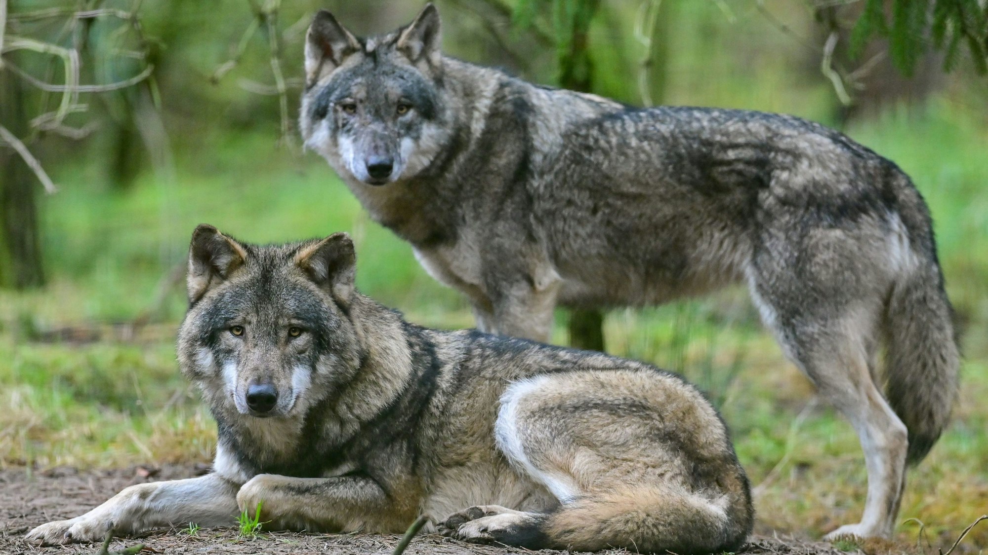 In Ostwestfalen gab es bereits zahlreiche Wolfsattacken, erneut sind vier Schafe tot. Unser Symbolfoto zeigt zwei Wölfe in Brandenburg.
