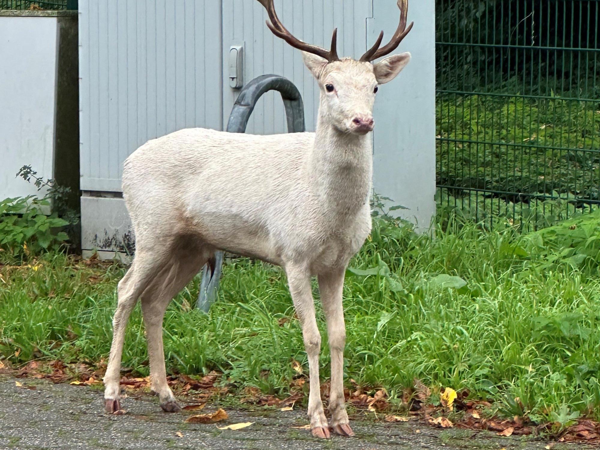 Dieser weiße Hirsch steht auf dem Parkplatz eines Baumarkts. Zeugen hatten das außergewöhnliche Tier entdeckt und die Polizei alarmiert.