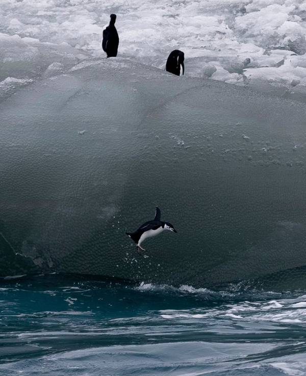 Ein Zügelpinguin springt von einem Eisberg ins Südpolarmeer. Nachdem der aktuelle Vogelgrippe-Ausbruch die Antarktis erreicht hat, befürchten Umweltexpertinnen und -experten ein Massensterben von Seevögeln.