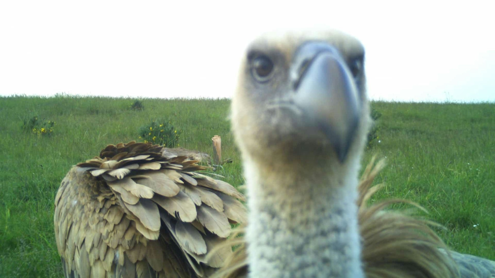 Im Juni konnten 21 Gänsegeier im Nationalpark Eifel auf der Dreiborner Hochfläche beobachtet werden.