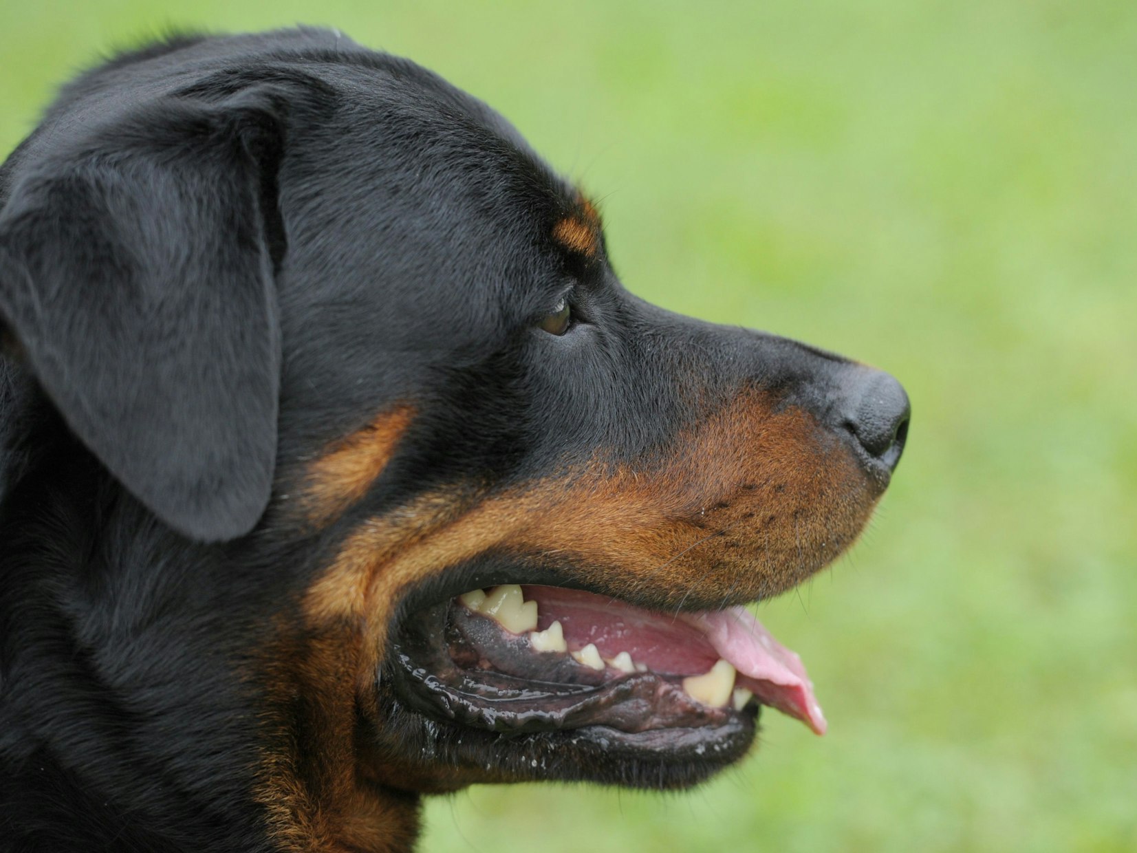 Ein Rottweiler.