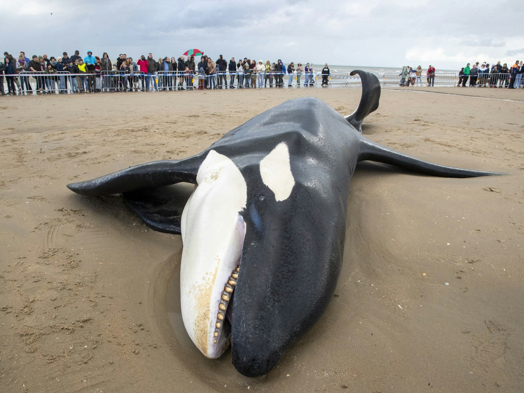 Ein gestrandeter Orca liegt am 29. Oktober 2023 an der Küste von Koksijde.