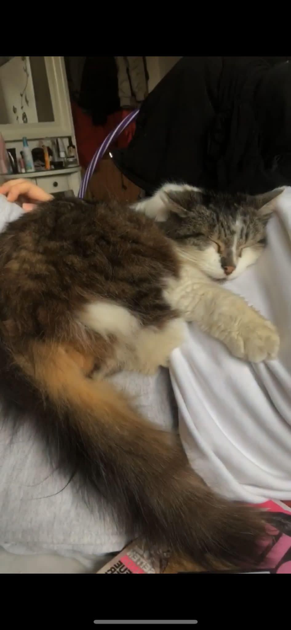 Kater Jack liegt mit geschlossenen Augen auf dem Bauch seines Herrchens.
